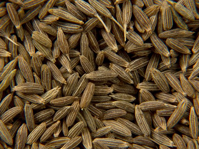 Cumin seed in malay