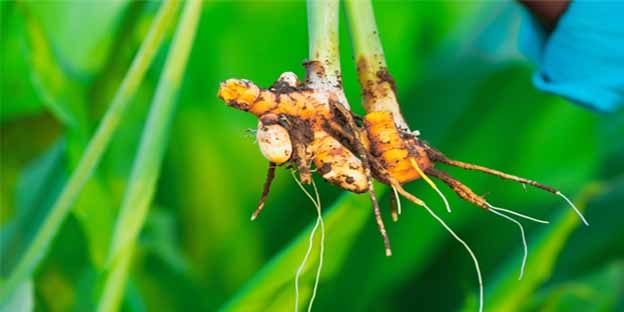 Turmeric Finger farming by Organic Products Manufacturers in India