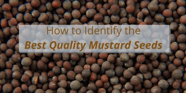 How to Identify the Best Quality Mustard Seeds